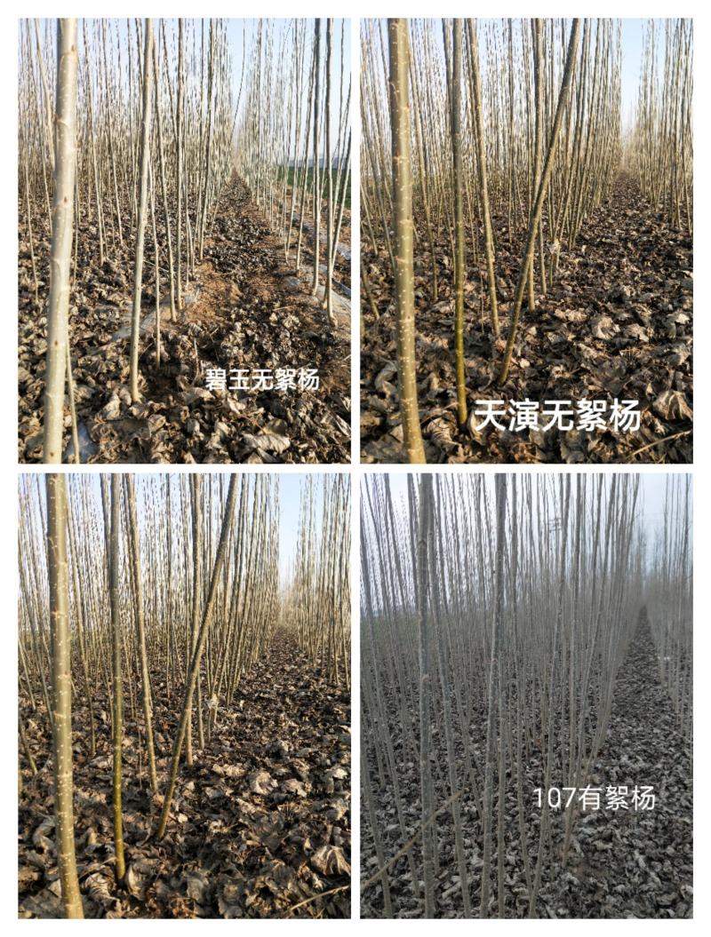 河南无絮杨，新乡杨树苗新乡无絮杨，树苗有天演，碧玉杨，