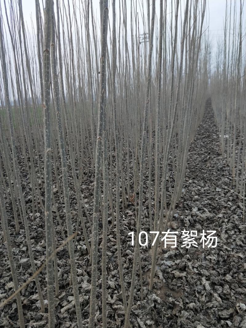 河南无絮杨，新乡杨树苗新乡无絮杨，树苗有天演，碧玉杨，