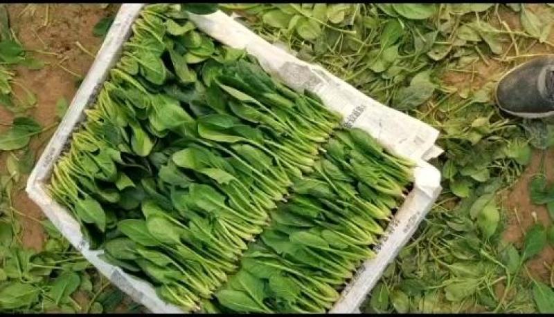 优质精品黑叶菠菜，开始大量上市。产地直供