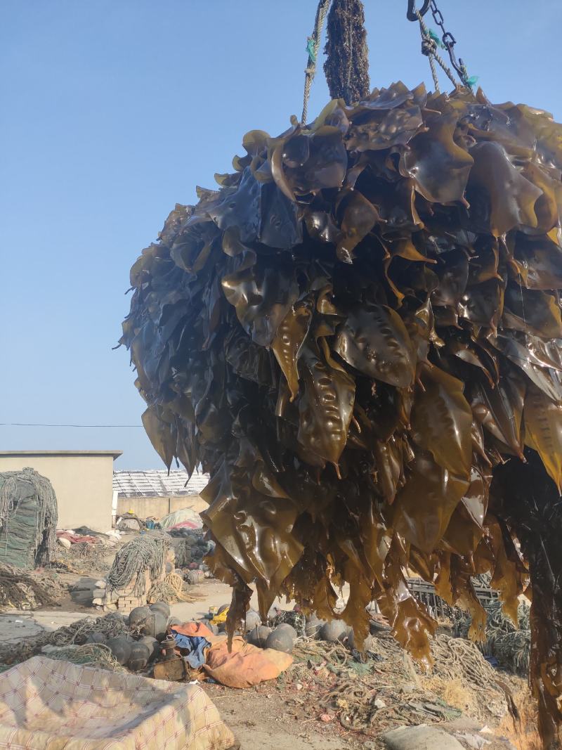 鲜品海带，鲜嫩可口，现割现卖，保证新鲜，欢迎采购。
