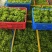 天绿香五指山野菜树籽菜树菜种苗根系发达