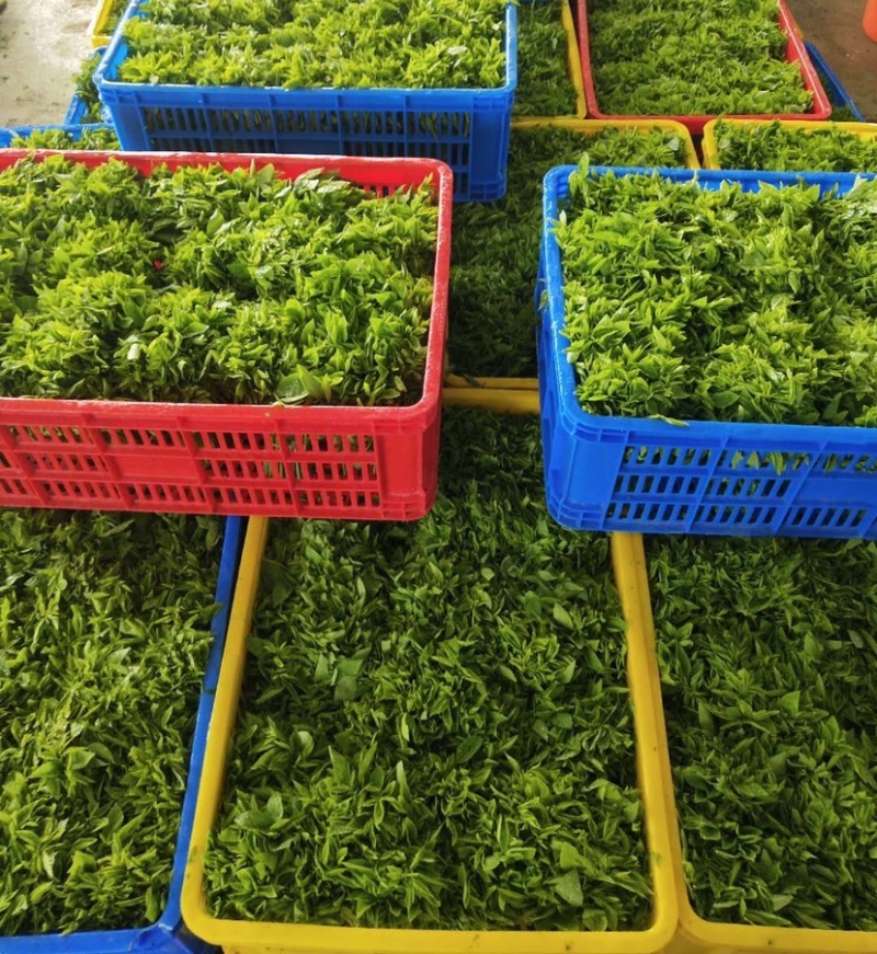 天绿香五指山野菜树籽菜树菜种苗根系发达