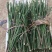 天绿香五指山野菜树籽菜树菜种苗根系发达