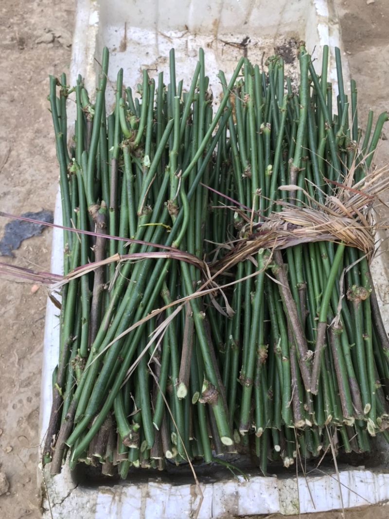 天绿香五指山野菜树籽菜树菜种苗根系发达