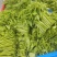 天绿香五指山野菜树籽菜树菜种苗根系发达