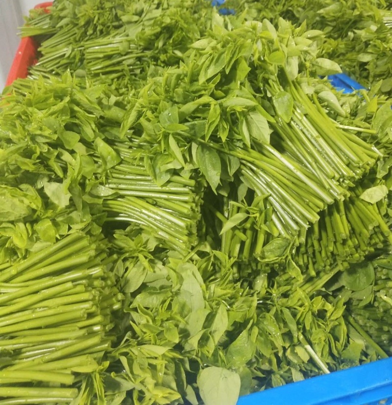 天绿香五指山野菜树籽菜树菜种苗根系发达