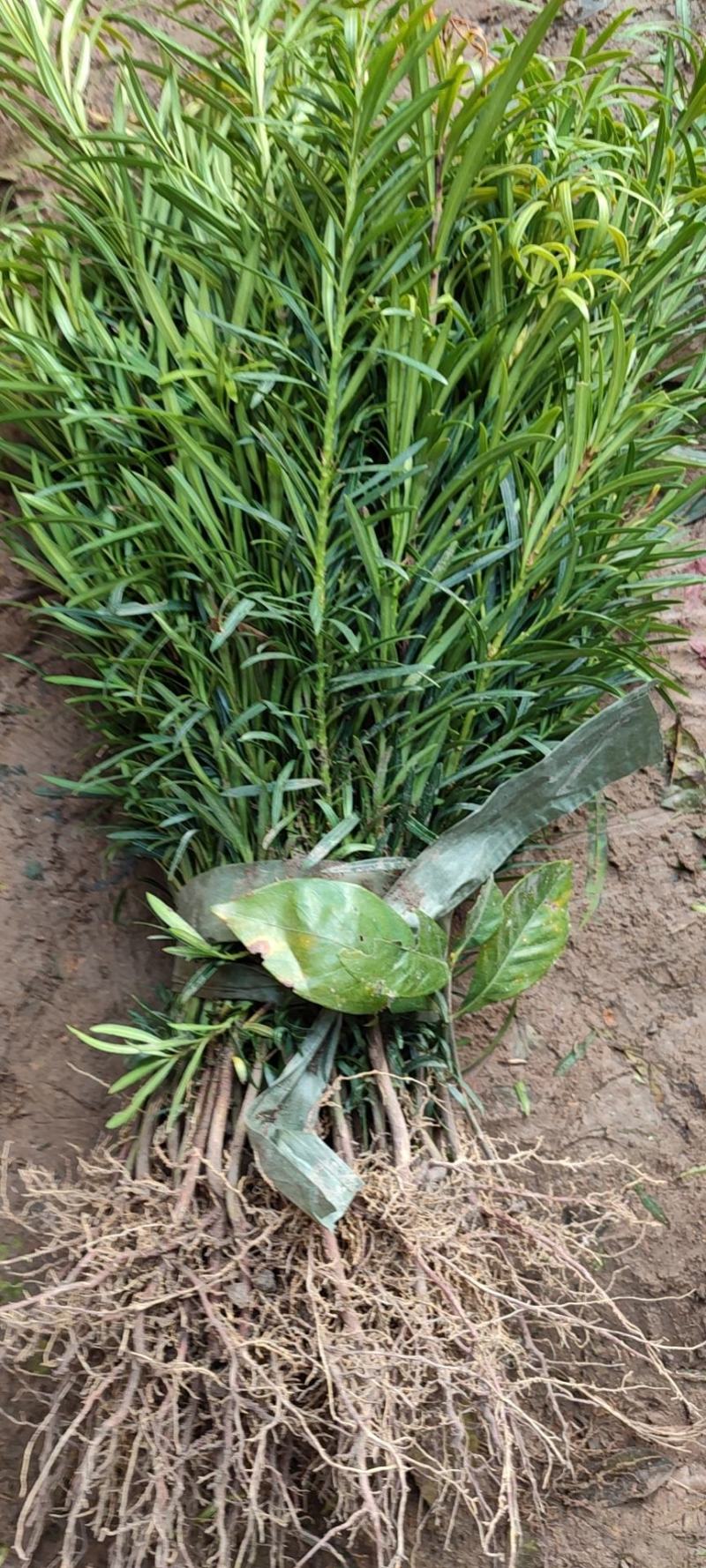 罗汉松树苗珍珠米叶雀舌小苗绿植盆栽盆景苗包邮直销