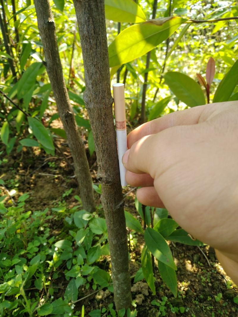 山竹苗黄金山竹山竹岭南山竹无核山竹树苗山竹树苗