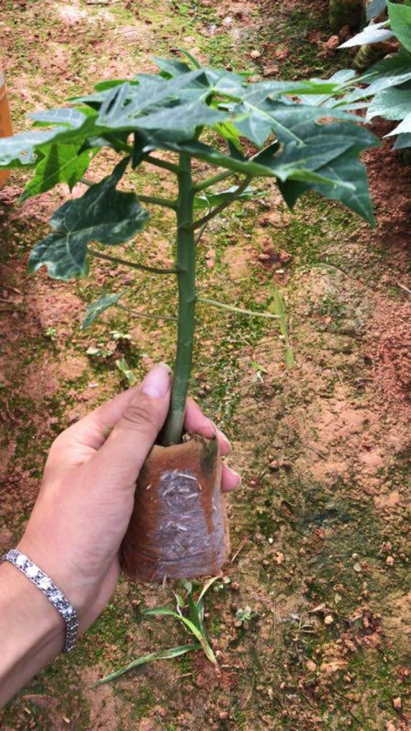 木瓜苗大白木瓜苗红肉水果木瓜苗牛奶木瓜苗矮化木瓜苗