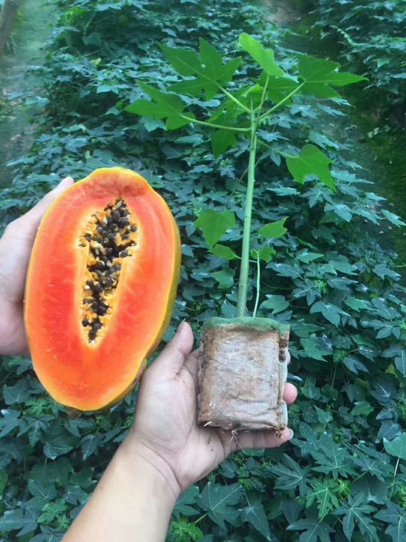 木瓜苗大白木瓜苗红肉水果木瓜苗牛奶木瓜苗矮化木瓜苗