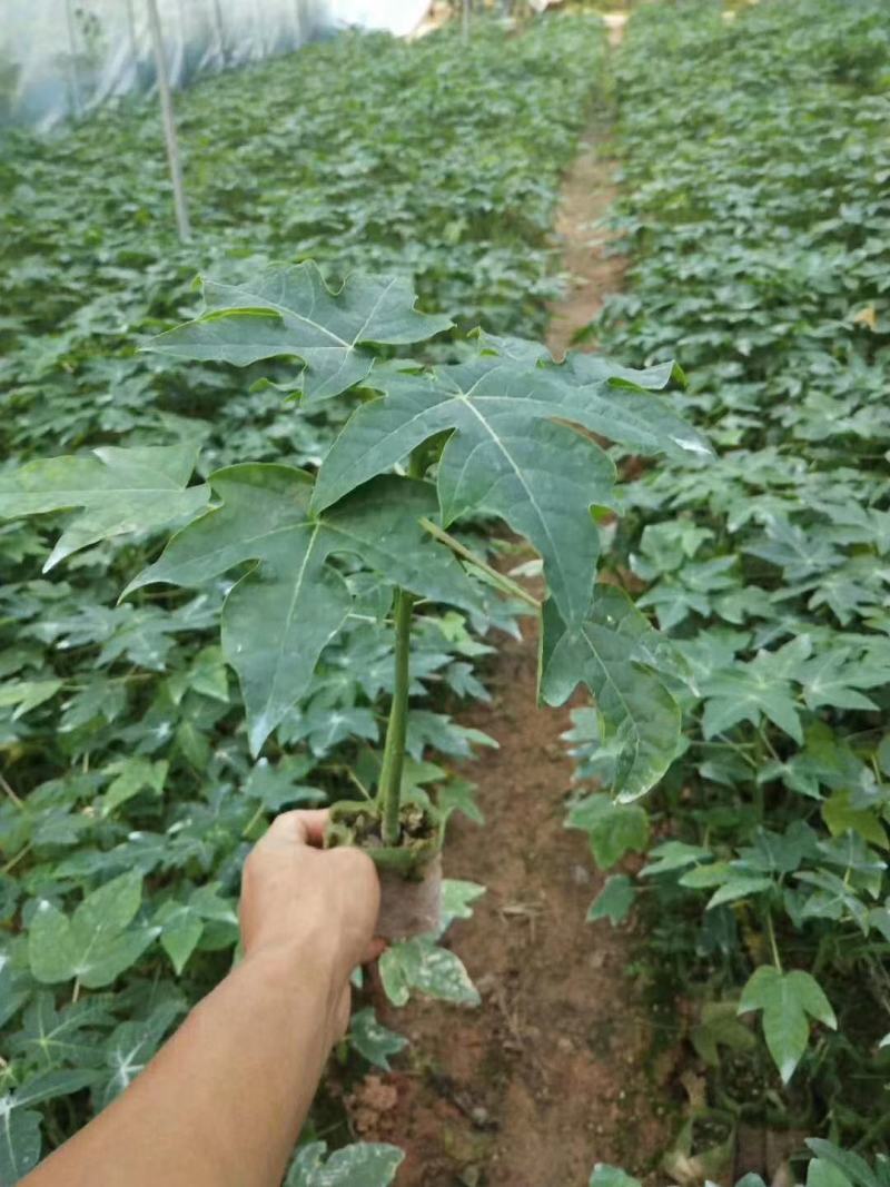 木瓜苗大白木瓜苗红肉水果木瓜苗牛奶木瓜苗矮化木瓜苗
