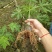 木瓜苗大白木瓜苗红肉水果木瓜苗牛奶木瓜苗矮化木瓜苗