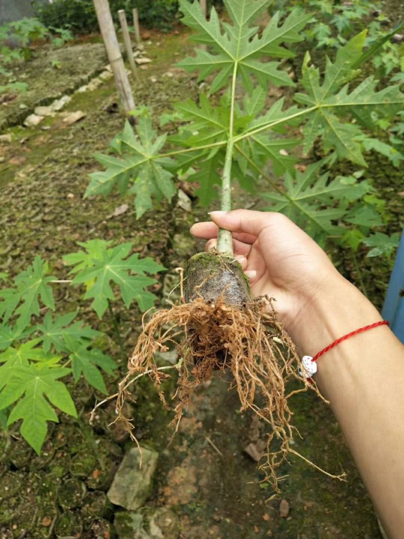 木瓜苗大白木瓜苗红肉水果木瓜苗牛奶木瓜苗矮化木瓜苗