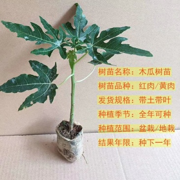 木瓜苗大白木瓜苗红肉水果木瓜苗牛奶木瓜苗矮化木瓜苗
