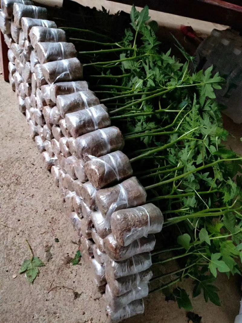 木瓜苗大白木瓜苗红肉水果木瓜苗牛奶木瓜苗矮化木瓜苗