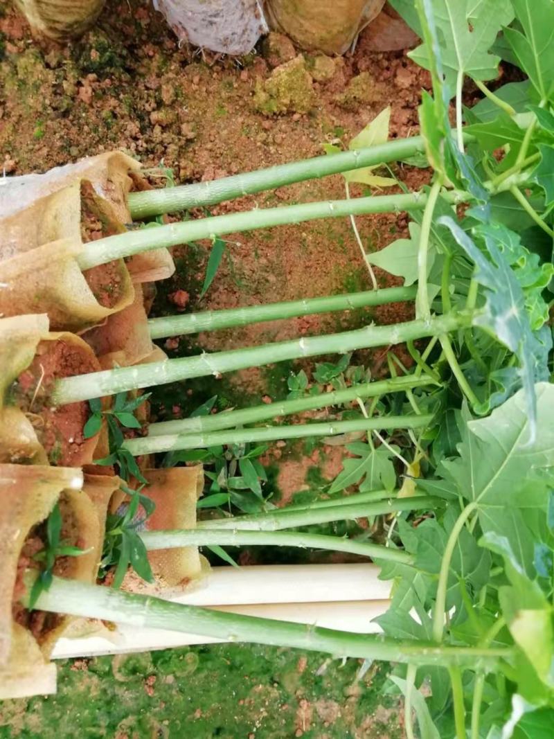 木瓜苗大白木瓜苗红肉水果木瓜苗牛奶木瓜苗矮化木瓜苗