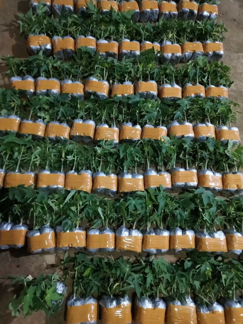 木瓜苗大白木瓜苗红肉水果木瓜苗牛奶木瓜苗矮化木瓜苗