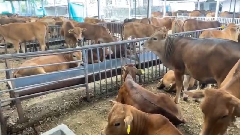 【黄牛】改良黄牛土黄牛放养黄牛十头送一头包送货