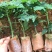 木瓜苗大白木瓜苗红肉水果木瓜苗牛奶木瓜苗矮化木瓜苗