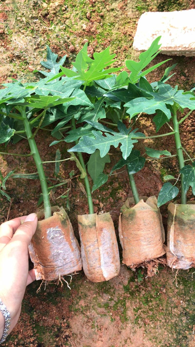 木瓜苗大白木瓜苗红肉水果木瓜苗牛奶木瓜苗矮化木瓜苗