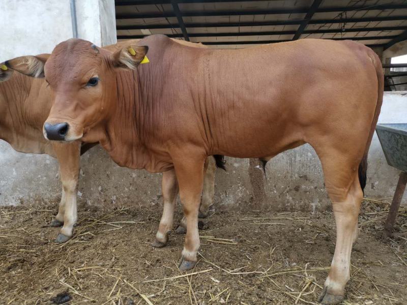 【黄牛】改良黄牛土黄牛放养黄牛十头送一头包送货