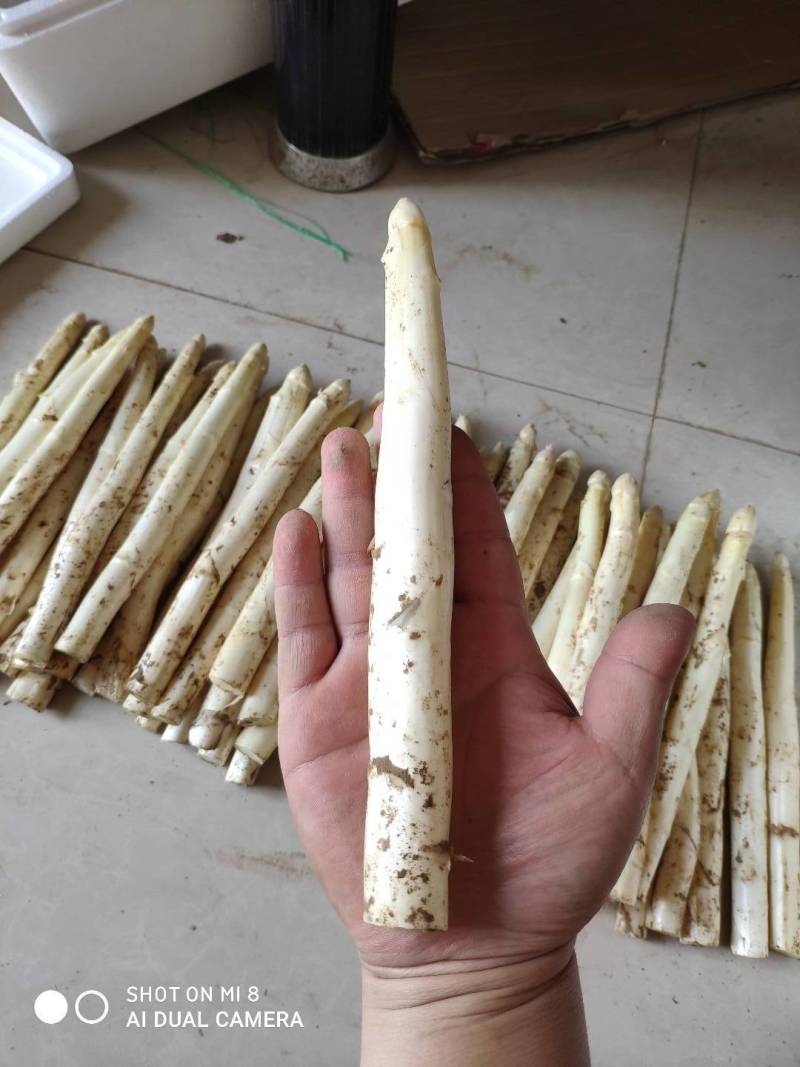 绿芦笋白芦笋紫芦笋保质保量量大从优