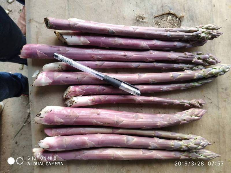 绿芦笋白芦笋紫芦笋保质保量量大从优