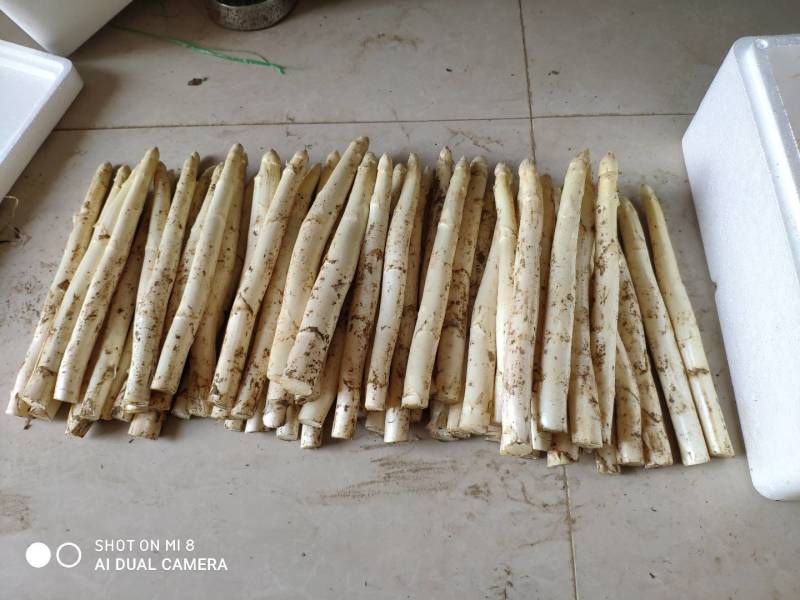绿芦笋白芦笋紫芦笋保质保量量大从优