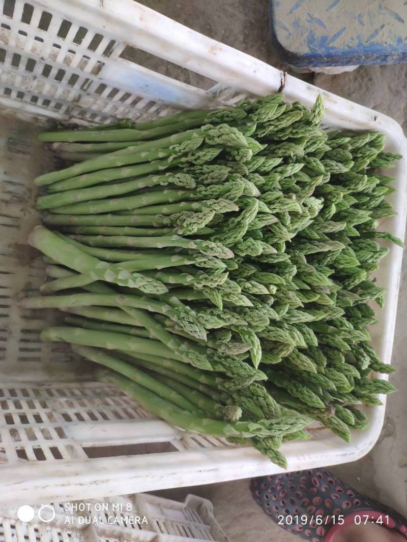 绿芦笋白芦笋紫芦笋保质保量量大从优