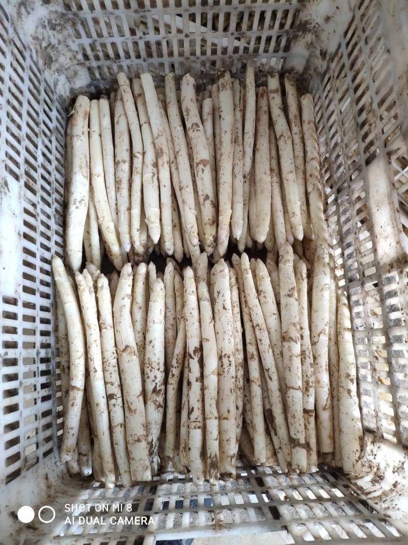 绿芦笋白芦笋紫芦笋保质保量量大从优