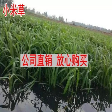 小米草种子，优质小米草种子小米草种子批发