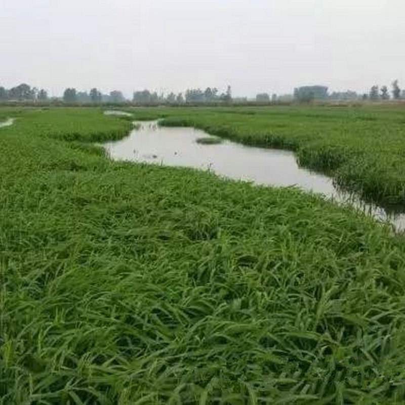 小米草种子，优质小米草种子小米草种子批发