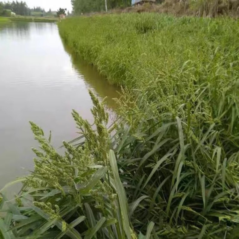 小米草种子，优质小米草种子小米草种子批发