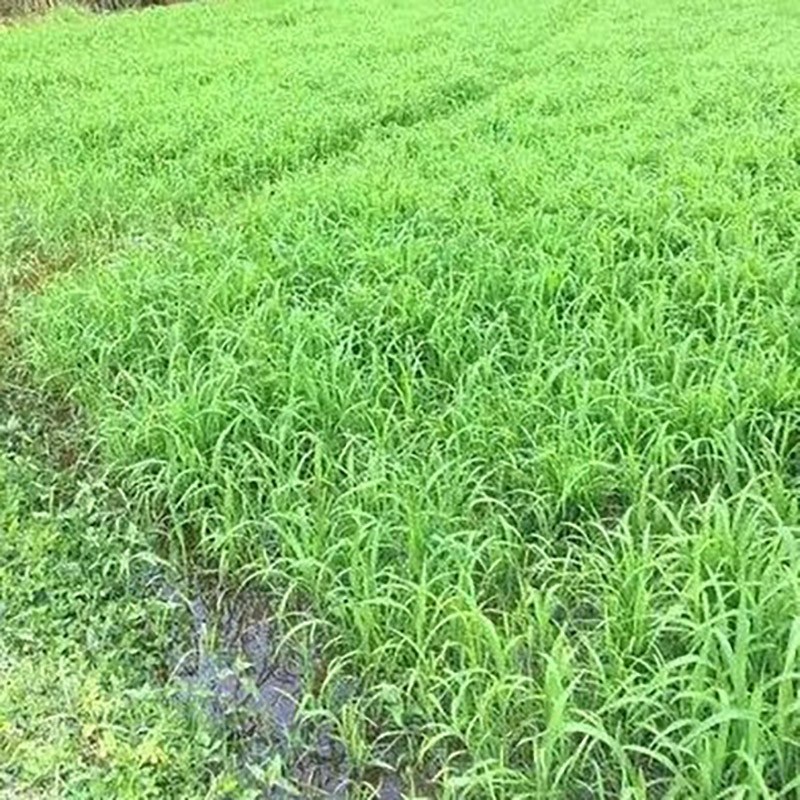 小米草种子，优质小米草种子小米草种子批发