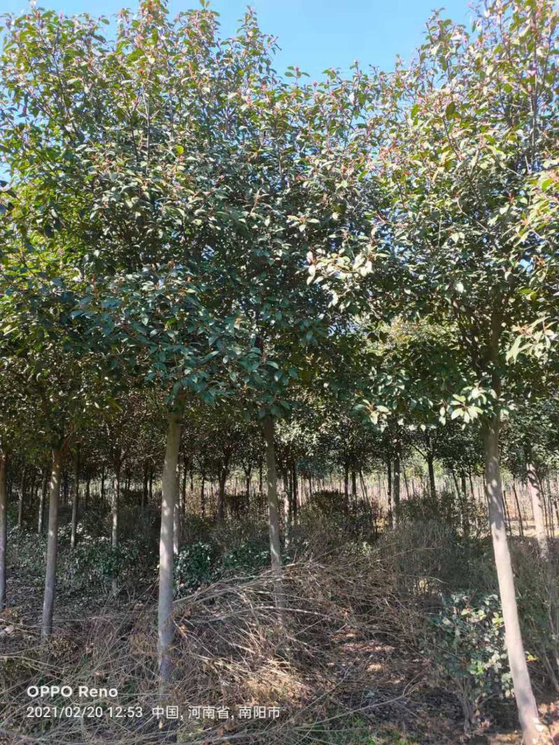 红叶石楠，自家苗圃一手货源