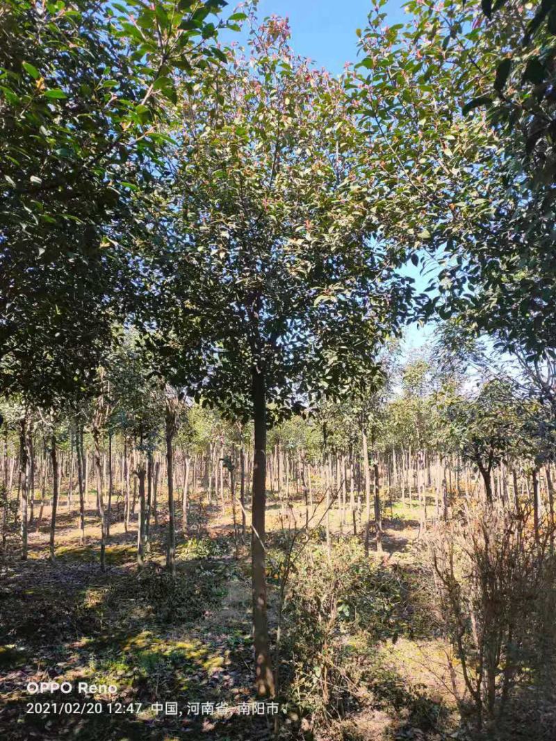 红叶石楠，自家苗圃一手货源