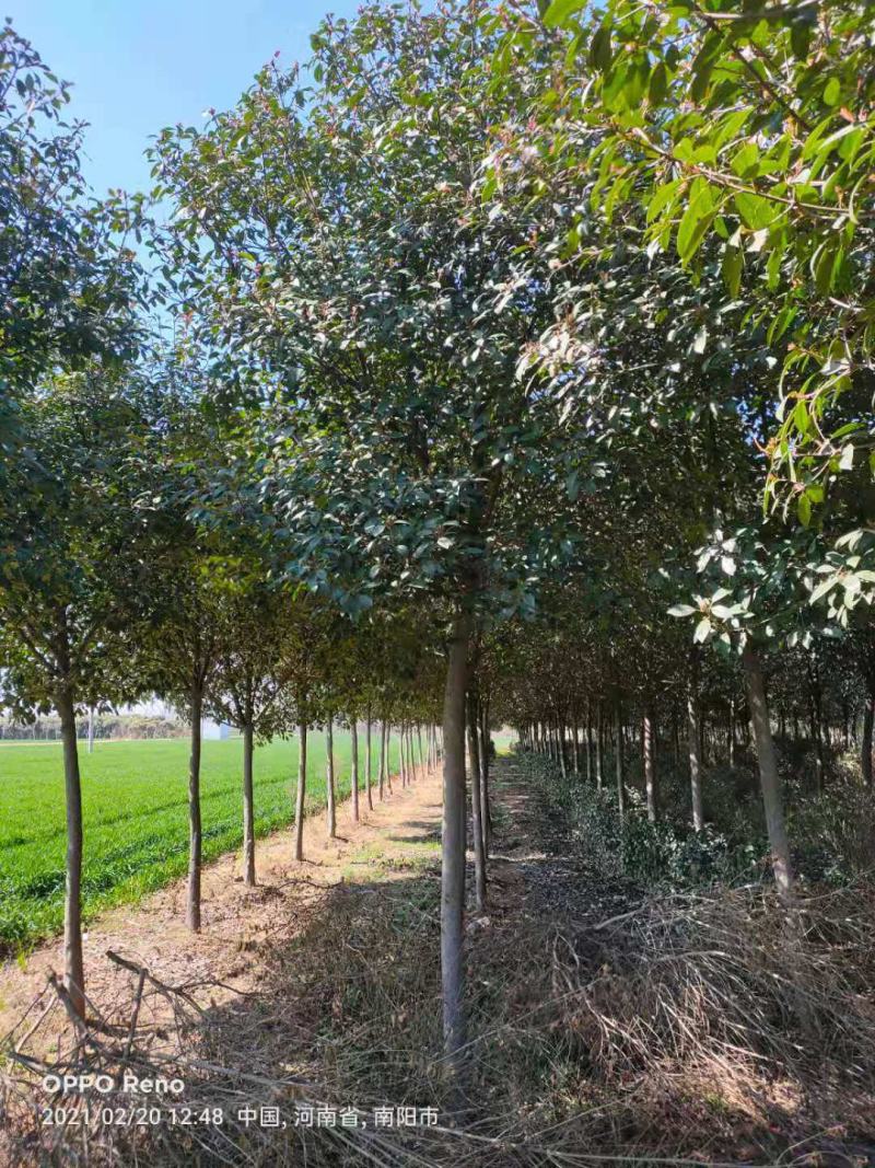 红叶石楠，自家苗圃一手货源
