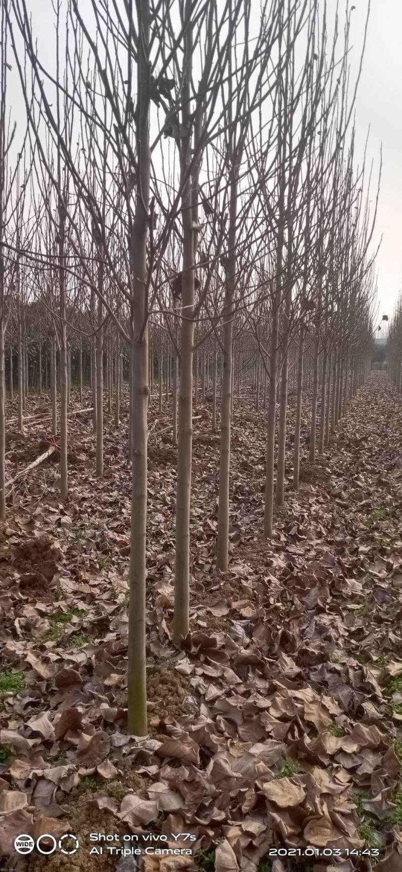 红白黄紫玉兰，量大价优