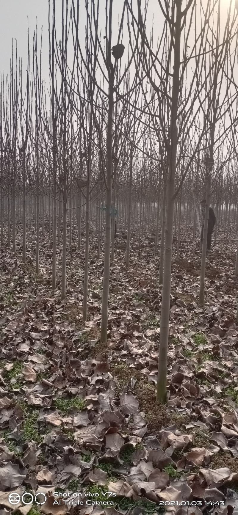 红白黄紫玉兰，量大价优