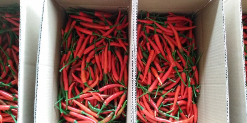 辣椒朝天椒小米椒特辣艳红小米椒一件5斤包邮
