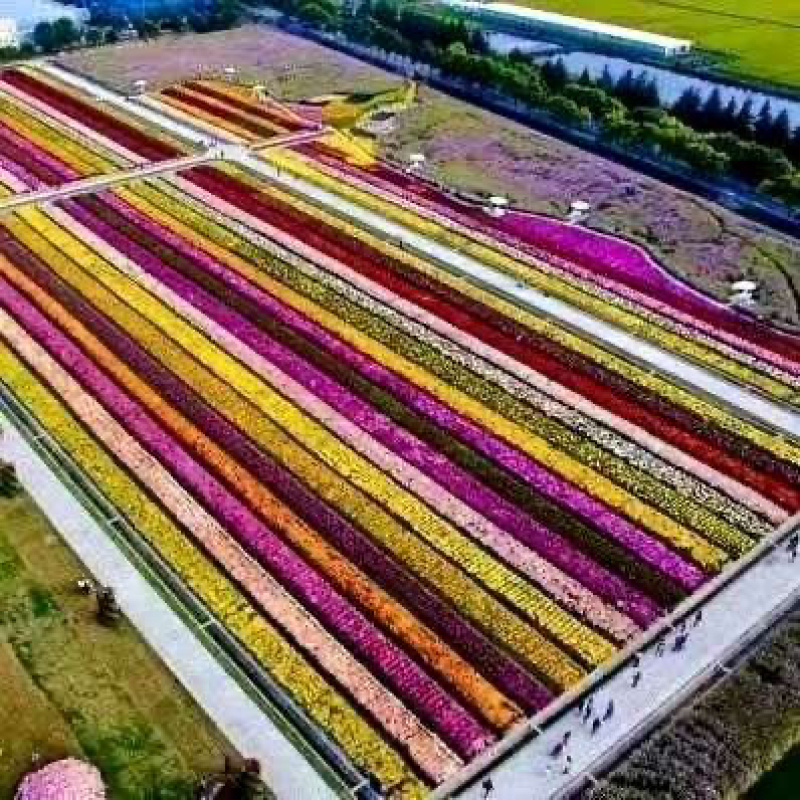 金丝皇菊北京菊杭白菊胎菊各个菊花品种