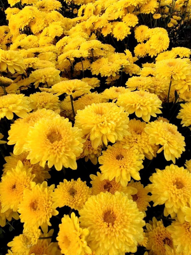 金丝皇菊北京菊杭白菊胎菊各个菊花品种