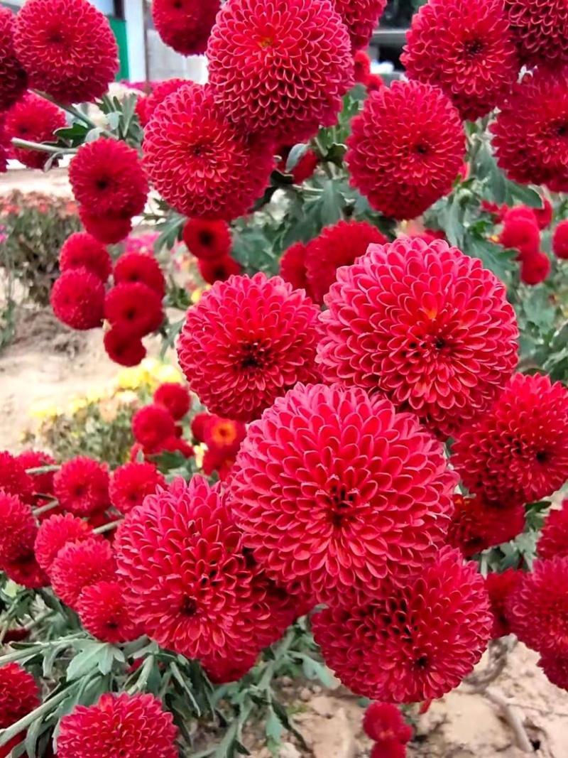 金丝皇菊北京菊杭白菊胎菊各个菊花品种
