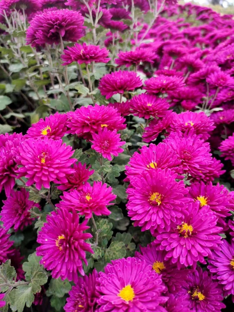 金丝皇菊北京菊杭白菊胎菊各个菊花品种