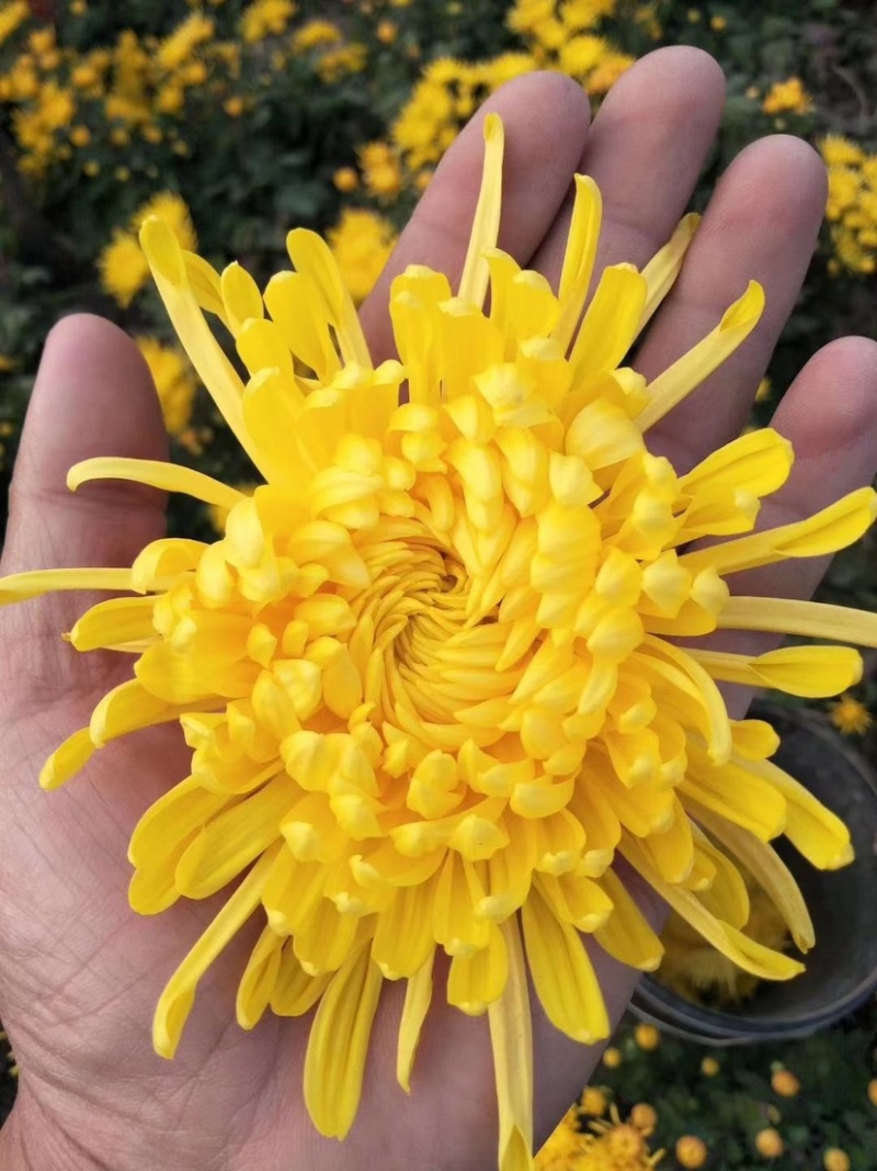 金丝皇菊北京菊杭白菊胎菊各个菊花品种