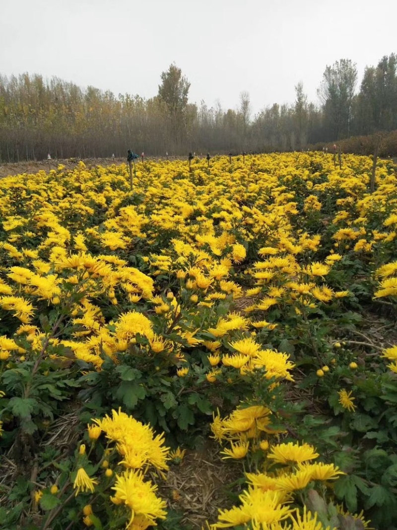 金丝皇菊北京菊杭白菊胎菊各个菊花品种