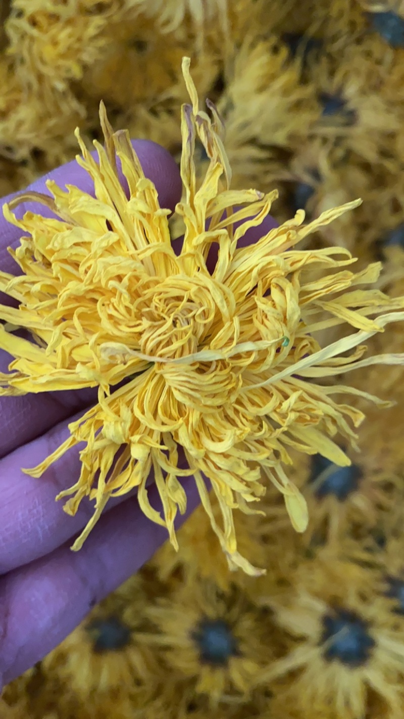 金丝皇菊北京菊杭白菊胎菊各个菊花品种