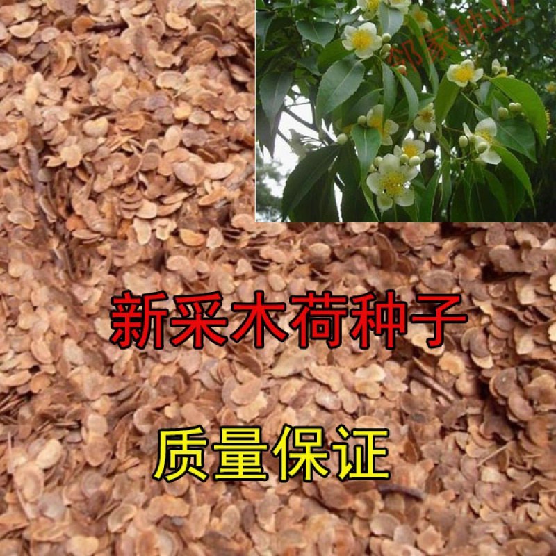 新采木荷种子木荷树种荷树种子花木种子木艾树种子