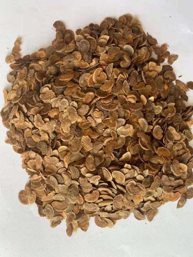新采木荷种子木荷树种荷树种子花木种子木艾树种子