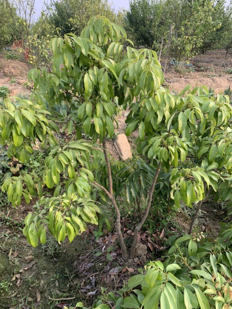 仙进奉荔枝苗2公分，带花发货，根须发达